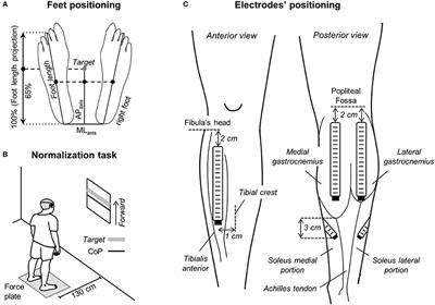 The Spatial Distribution of Ankle Muscles Activity Discriminates Aged from Young Subjects during Standing